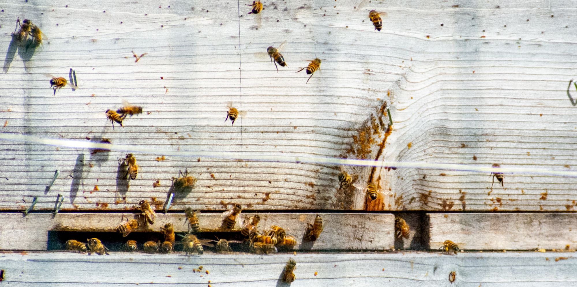 Zeitcaster A Deep Dive in the Hive Beekeeping 101